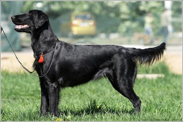 Прямошерстный ретривер.