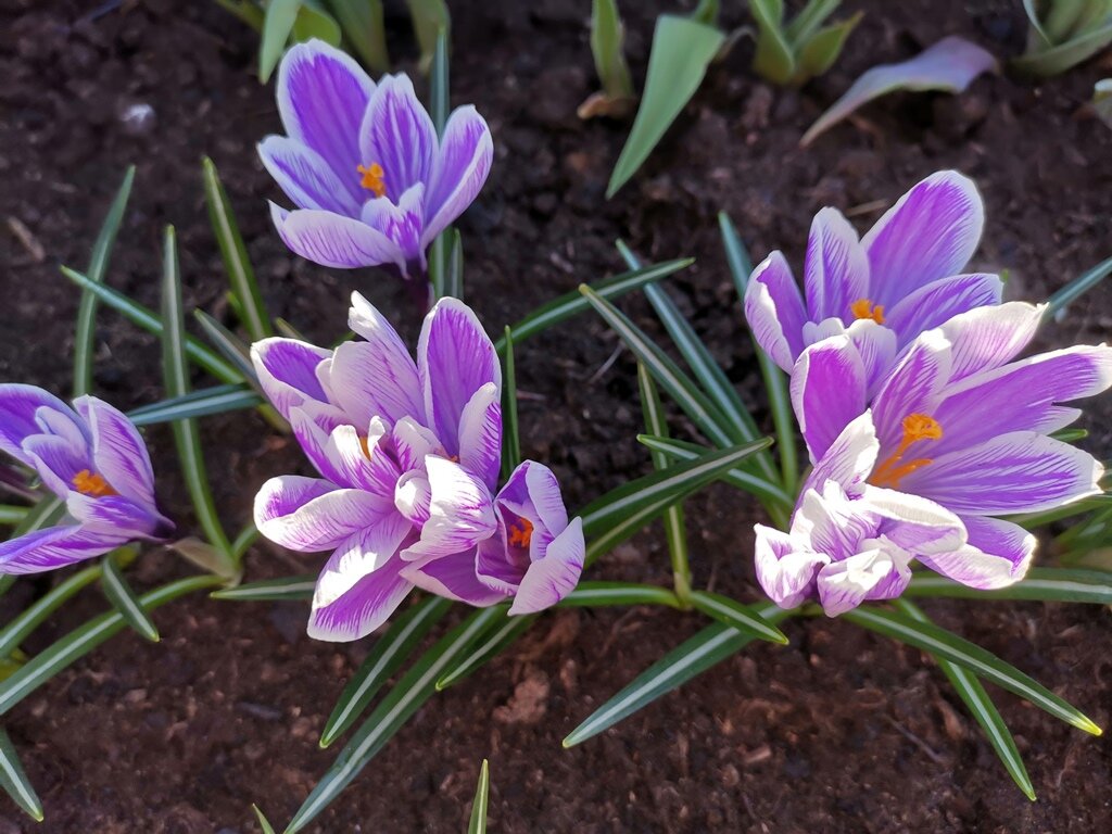 Крокусы. Фото с дачи