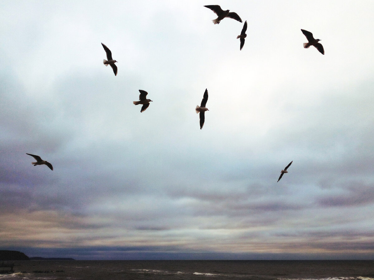 Белое море, 2016 г.