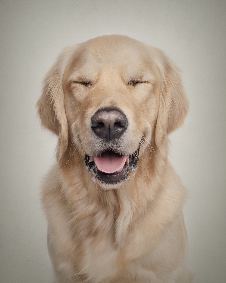 Фото: © Frog Dog Studios