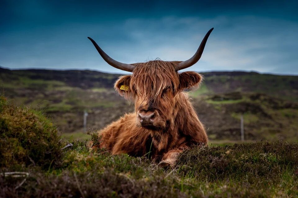 Картинка с https://pixabay.com/photos/cattle-animal-pasture-192976/