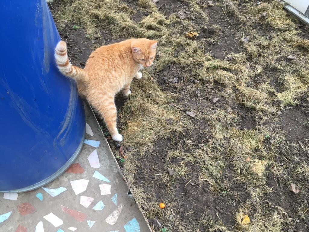 Пришел кот на огород или это вы пришли к коту со своим огородом? | Цветок  под солнцем🌷 | Дзен