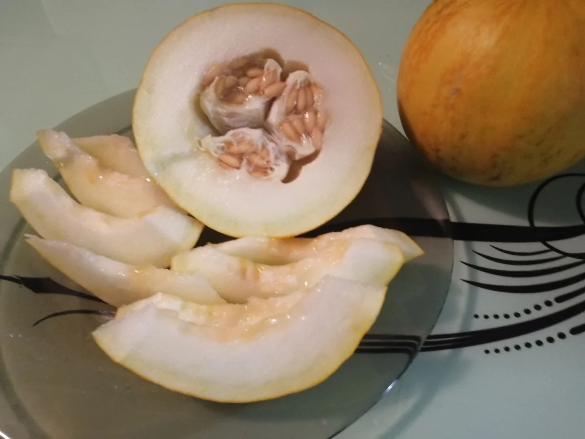 Дыня Злато скифов, фото автора