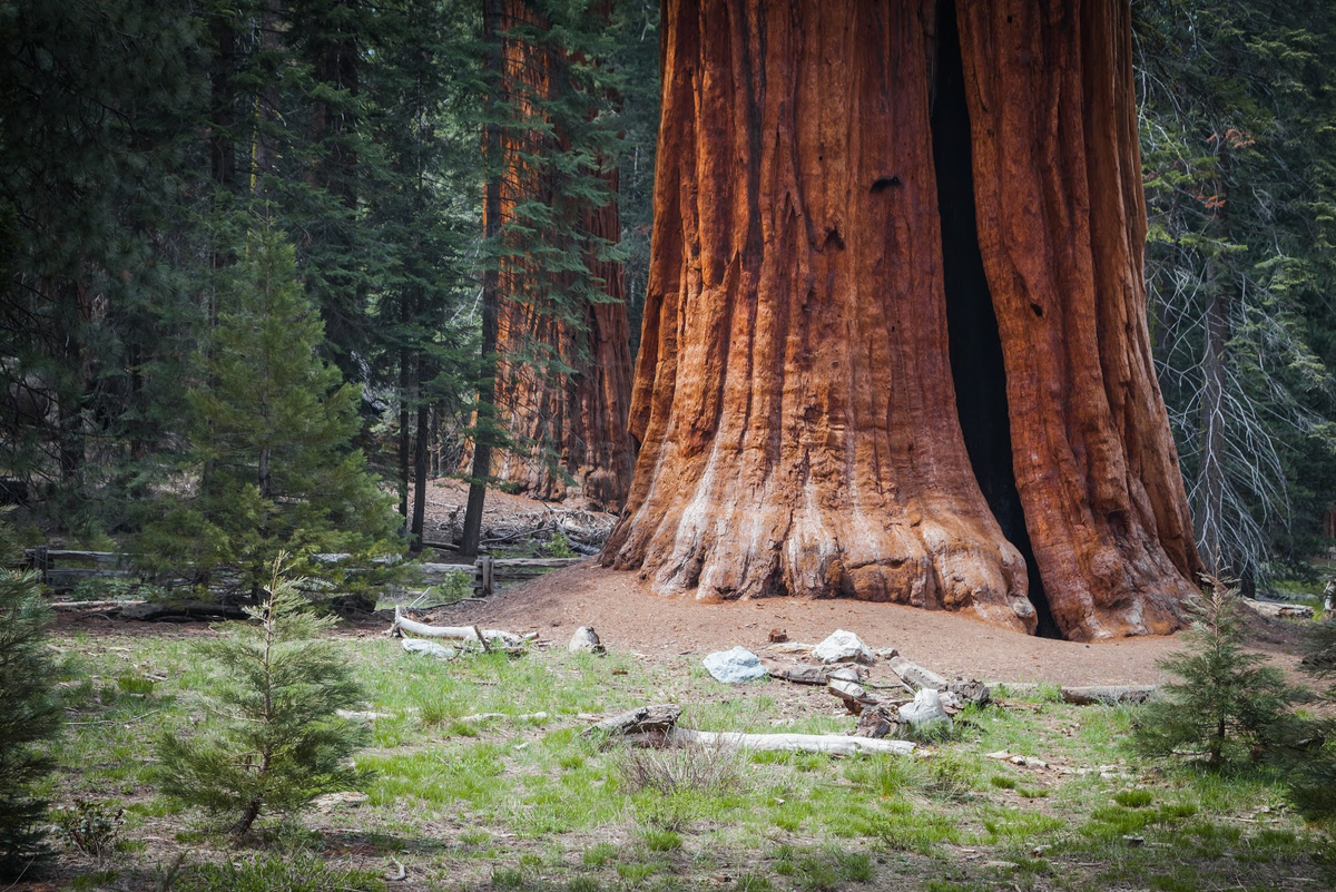 Парк Секвойя Калифорния. Национальный парк Секвойя США. Секвойядендрон гигантский Мамонтово дерево. Национальный парк Секвойя в Калифорнии. Самые крупные деревья в россии
