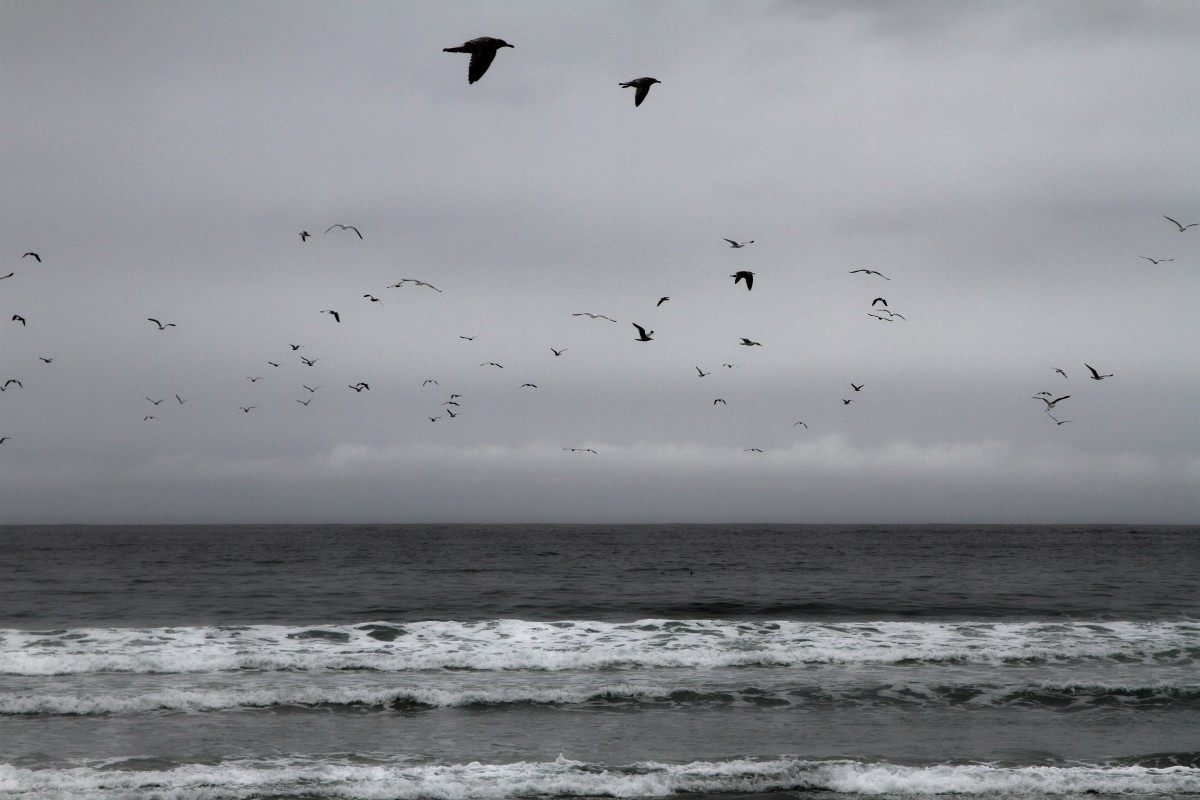 Яндекс Картинки