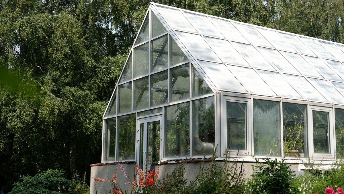 Растения, которые выращивают в ботаническом саду УрФУ, неприхотливые. Фото: Елизавета Веретенникова, фотоклуб УрФУ.