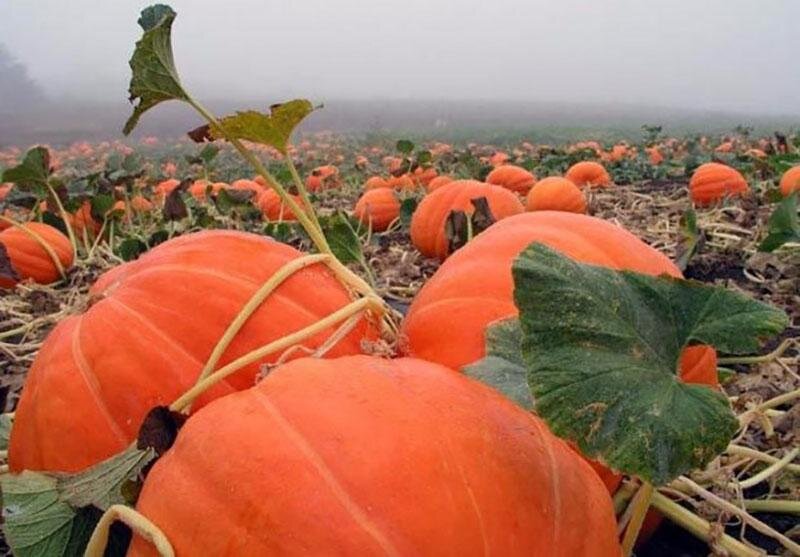 Латинское название вида – Cucurbita maxima, родина – Южная Америка. Плоды Крупноплодной или Гигантской тыквы – самые большие из культурных растений. Рекордный вес 1190 кг был зафиксирован в 2016 г. в Бельгии.