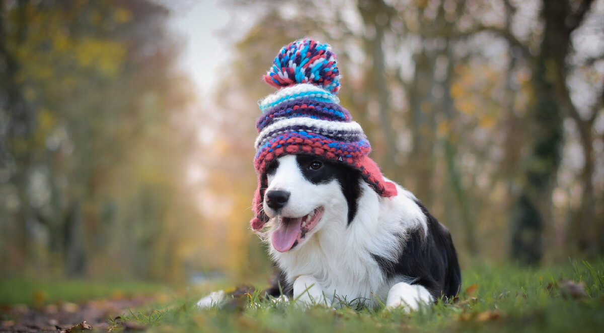 Идеи на тему «Вяжем для йорка» (8) | одежда для собак, свитер для собак, мода для собак