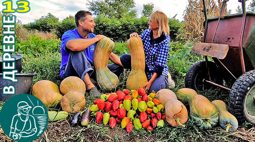 🎃 Уборка урожая из лета в осень: груши, перец, тыква, дыня 🏡 Жизнь Гордеевых в деревне - Влог 13