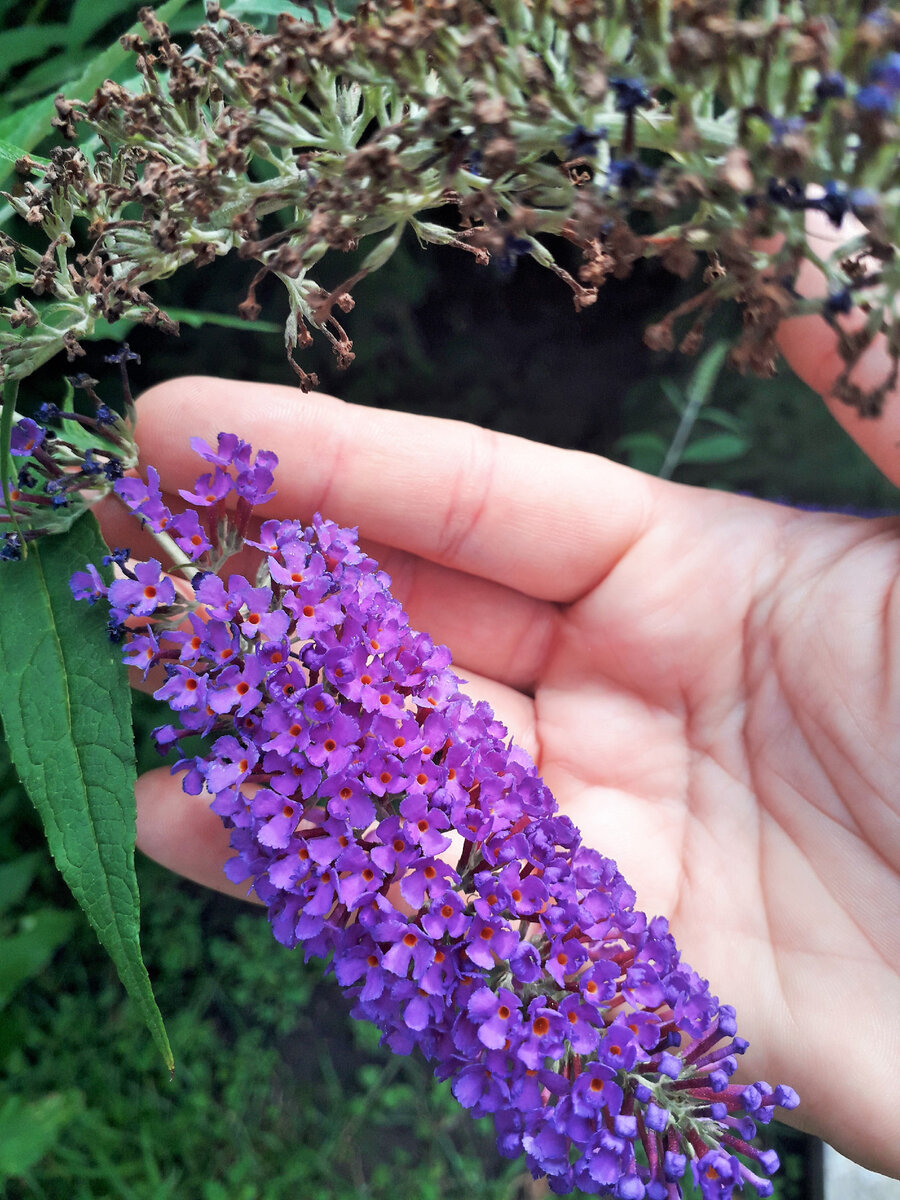 Pugster Amethyst Butterfly Bush Buddleia