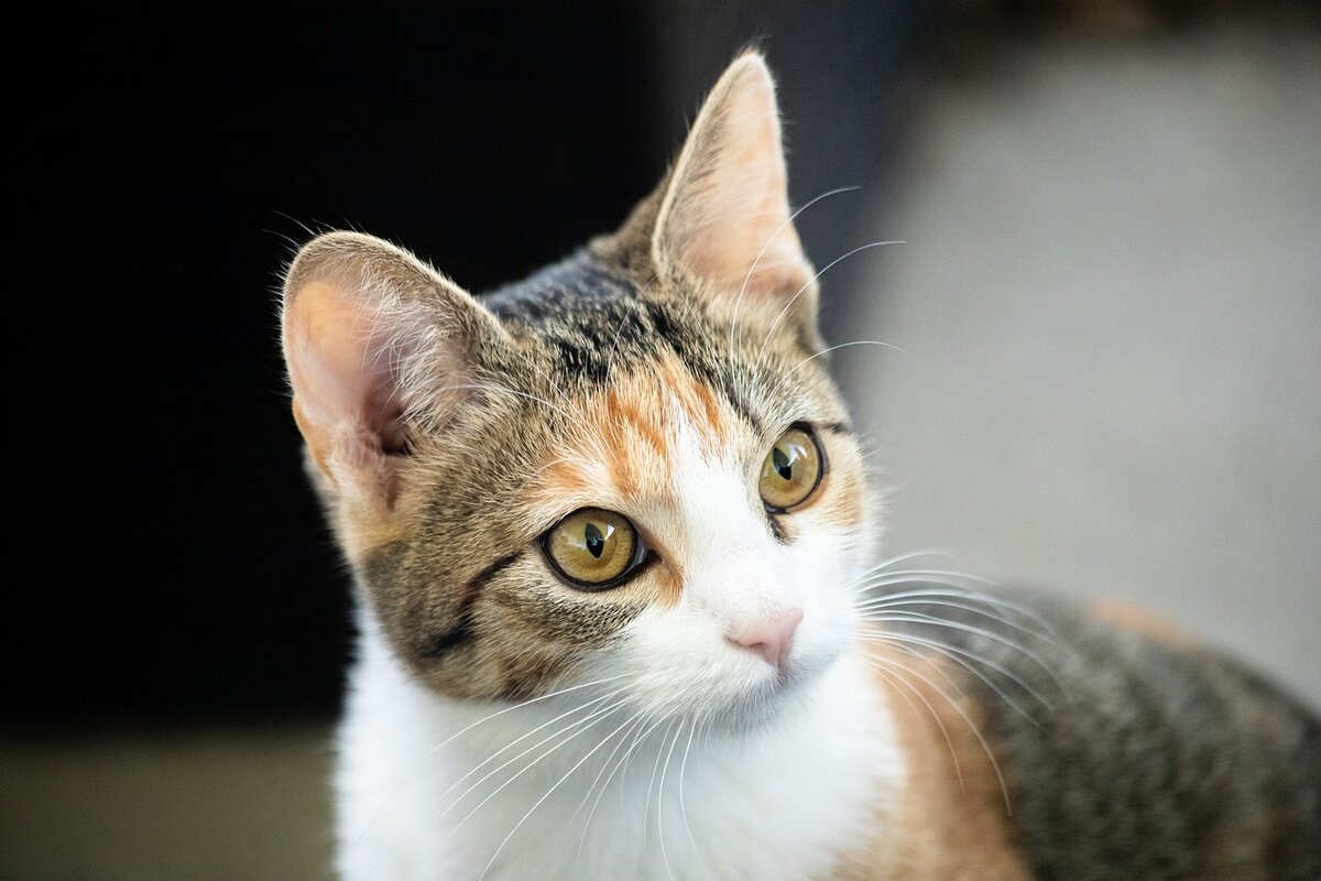 Беспородная кошка окраса табби