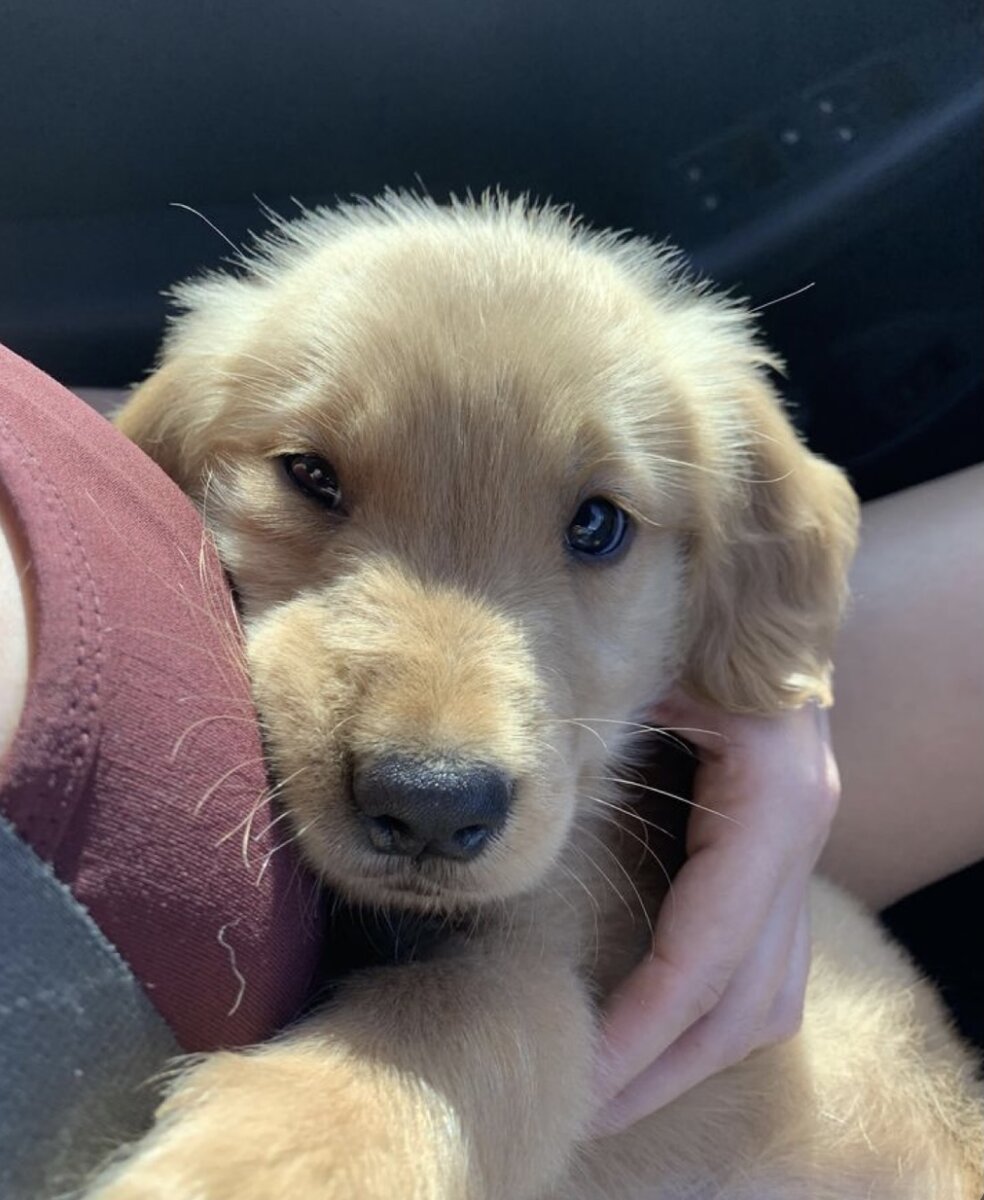 Копнем глубже, с древних времен, считается, что именно собачки друзья людей и их права рука, поддержка и опора. В древние временна собачка помогала охотиться своему хозяину, охраняла его самого, его семью и жилье, была верной и поддерживала своего человека, взамен хозяин делился кормом и едой со своей собачкой.  
С тех времен мало что поменялось, когда вы решаетесь завести в вашу семью нового друга, то вы приобритаете члена вашей семьи, при правильном воспитании и отношении, собачка будет самым преданным и верным для вас другом, но не в коем случае нельзя обижать и злить собачек.
Собачка не уйдет от вас, если только вы не будете ее обижать, не уйдет и не предаст, не убежит если случайно при прогулке у вас отстегнется ошейник, или не ускользнет в открытую дверь или окошко. Будет встречать вас с работы на пороге счастливый и довольный виляя хвостиком, от того что очень рад вас видеть. Вы можете погладить его, обнять или полежать вместе, он будет самым верным дружком для вас и с ним не соскучитесь. В отличии от тех же кошечек, они легко могут сбежать в открытую дверь, или ускользнуть в открытое окошко, или же вы не дождетесь такой же любви и отдачи как от собачек, она может по настроению быть ласковой и милой с вами, но не всегда, кошечки очень хитрые они резко становяться самыми добрыми и любвиабильными если хотят есть, а после они вновь включат свой характер и вы не прикоснетесь к ним. С собачкой у вас такого не будет, она всегда будет рады вам, она с радостью поиграется с вашими детьми и будет им настоящей нянькой и самым лучшим другом. 
С уверенностью могу сказать, если вы решились взять к себе в семью нового друга - собачку, вы не пожалеете и не прогадаете.