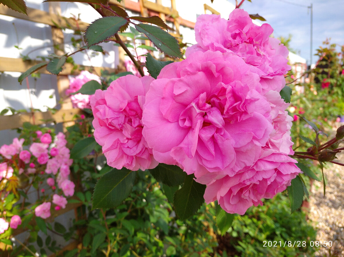 Канадская роза ДЖОН ДЭВИС - отличная альтернатива розе РОЗАРИУМ ЮТЕРСЕН