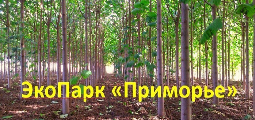 Так выглядят мечты плохо знающих ботанику о приморском экопарке в Хасанском районе.