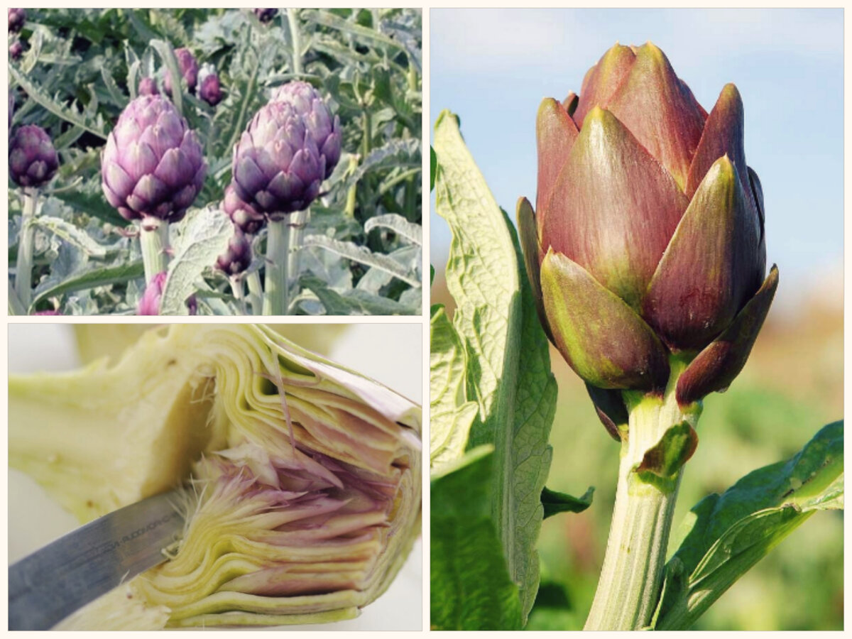 Артишок собственной персоной. Родственник репейника и чертополоха