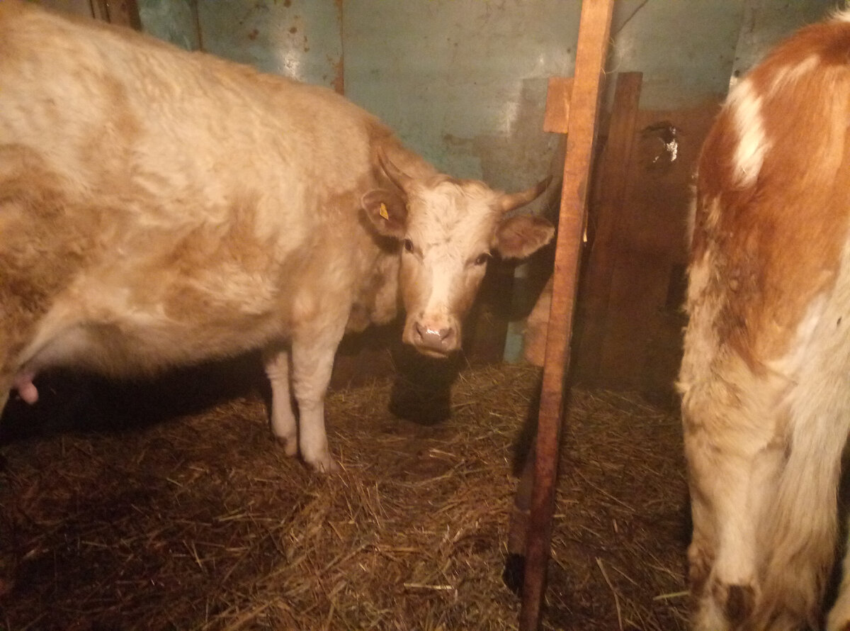 ... коровкой. В прошлом году единственная из первотелок принесла нам мужика...