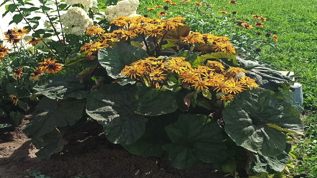 Бузульник без воды жить не может.