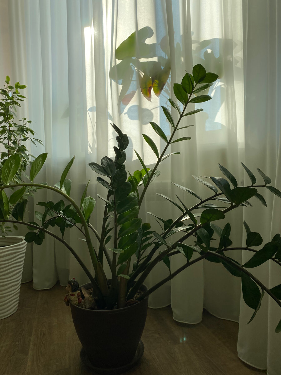 Это король среди моих цветов. Замиокулькас