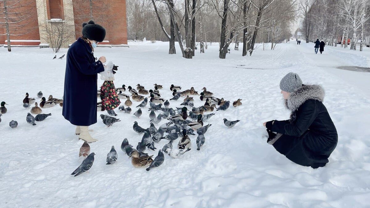 Чем можно кормить уток зимой в городе. Чем кормить уток. Корм для диких уток. Чем кормить уток на пруду. Селезень кряквы зимой.