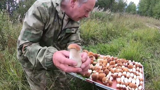 Белые грибы в Ломоносовском районе.