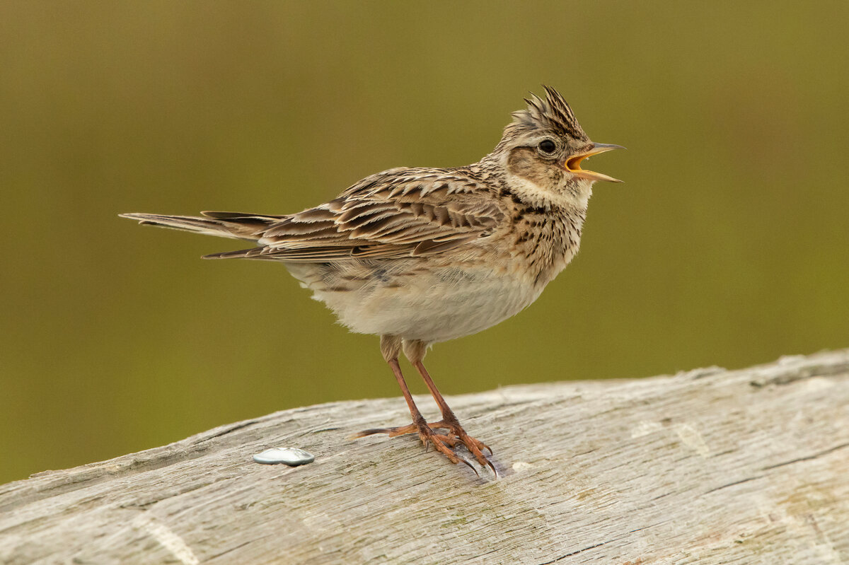 Полевой жаворонок [группа arvensis] - eBird