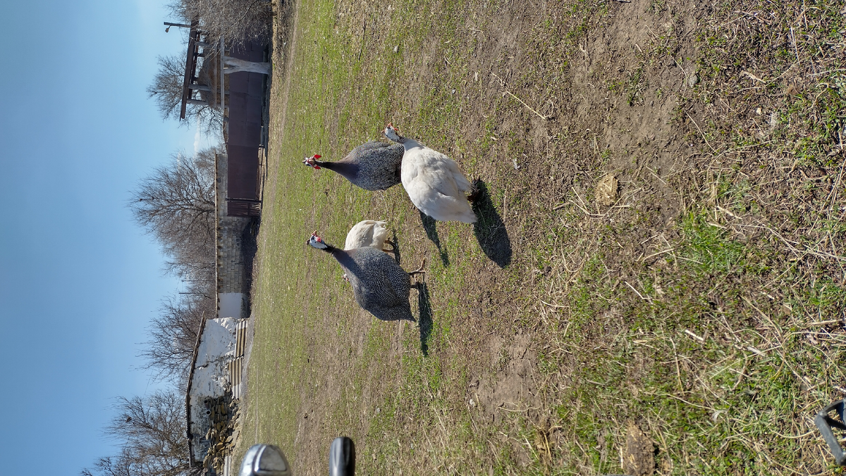 Крапчетые и белые.