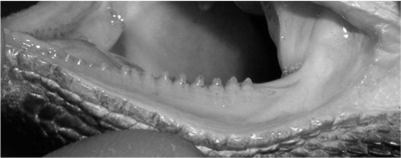 Рисунок 1. Акродонтный зубной ряд характеризуется сращением зубов с дентальной костью верхней или нижней челюсти.