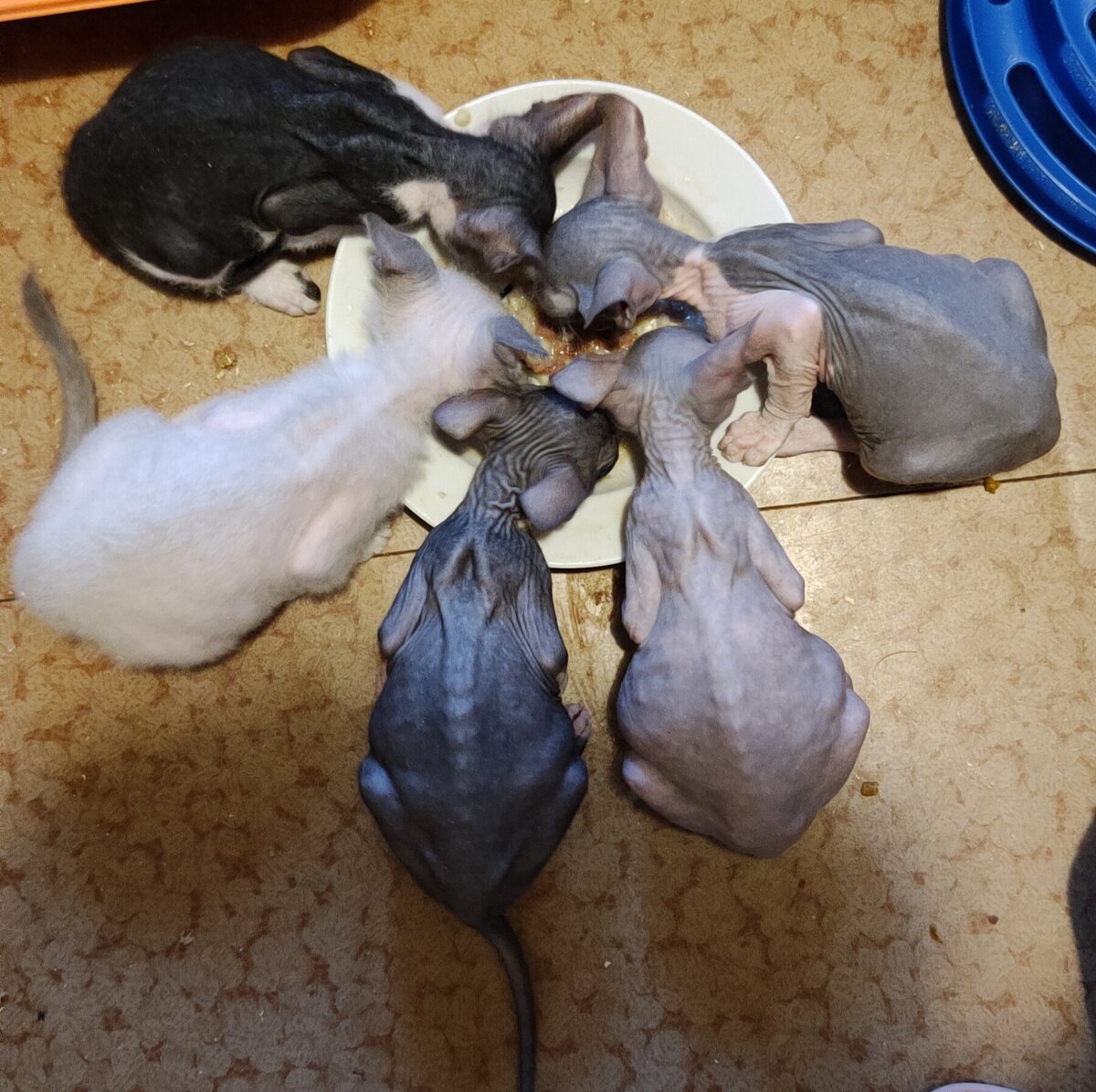 "Старшики" донские сфинксы