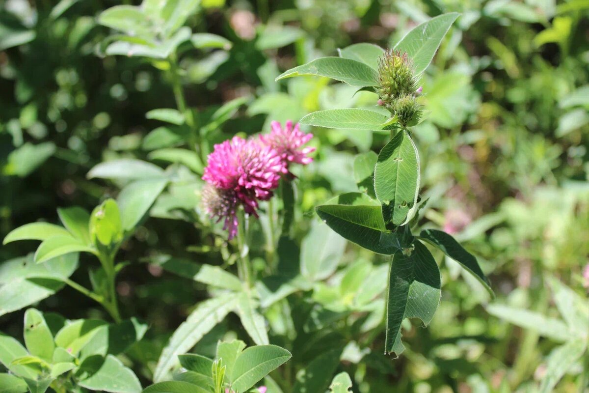 вот такие цветочки нам попадались