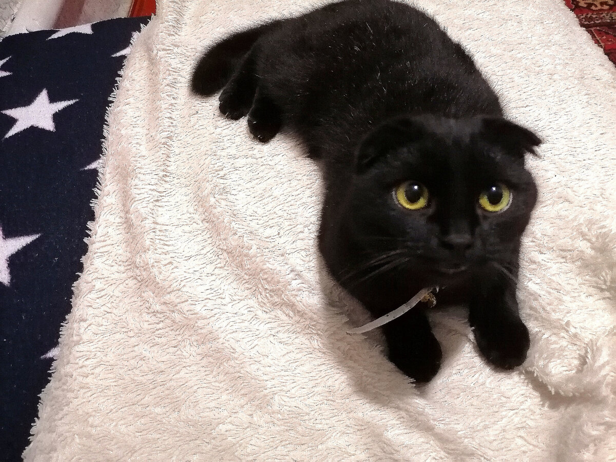 Так Хвостик выглядит сейчас