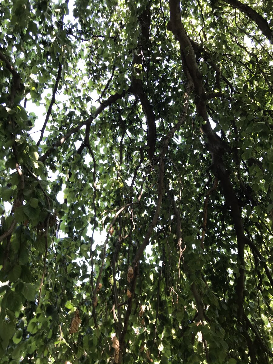 Это так дерево растет, как шалаш, интересно. Никогда раньше не видела