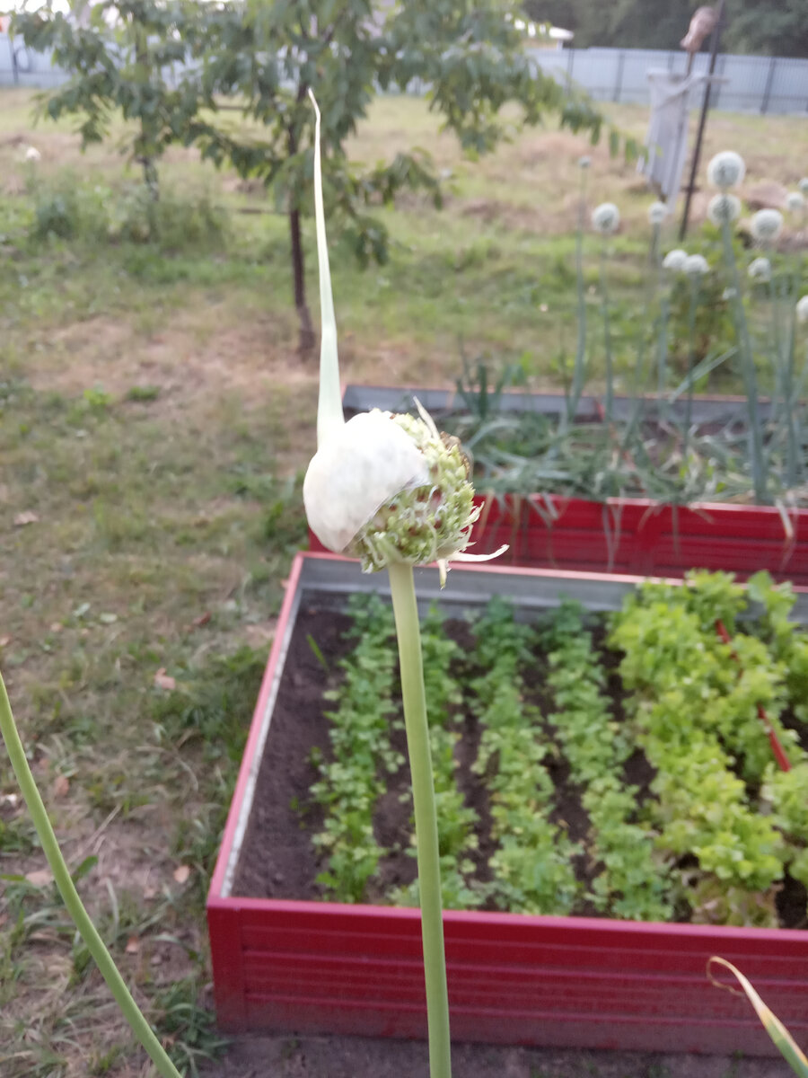 Коробочка лопнула.