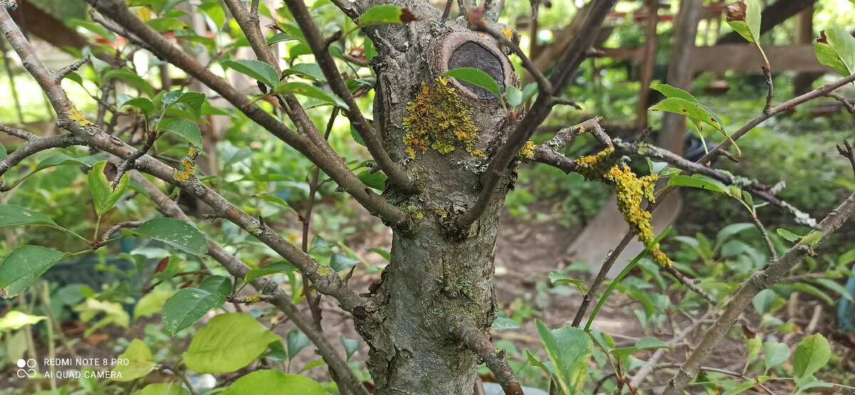 Волчки. Здесь двухлетние. 