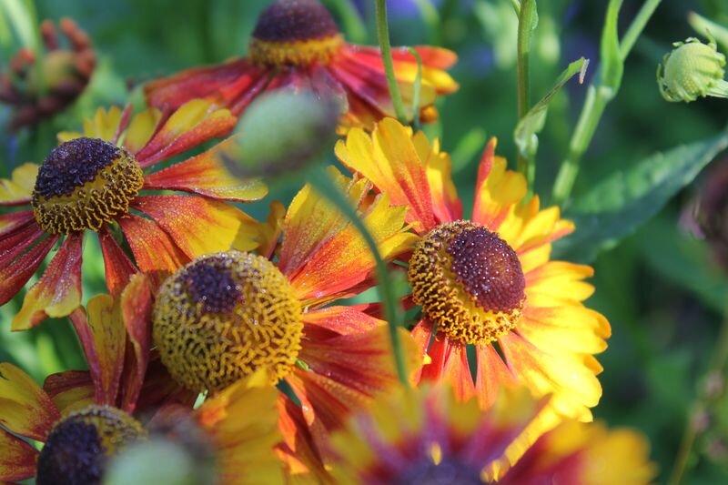 гелениум расцвел, с каждым годом всё мощнее, выше и краше!