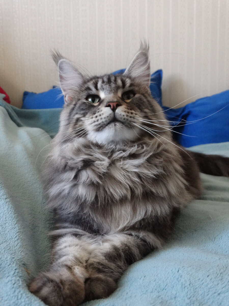 Как можно вернуть животное, которое уже стало членом семьи?