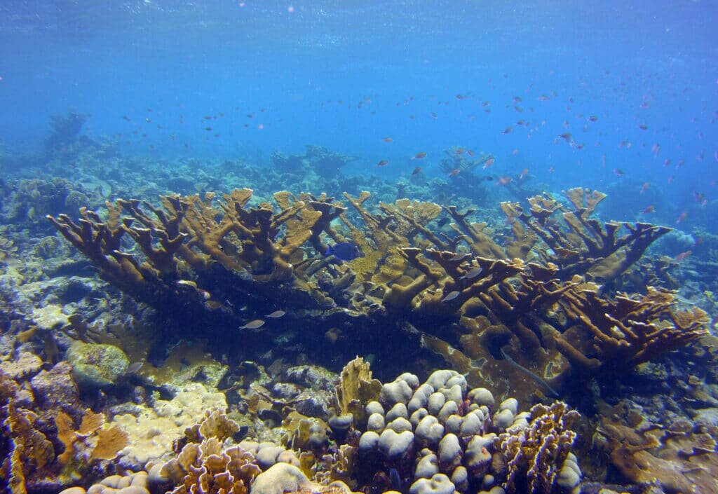     Acropora palmata/ © Iliana Baums