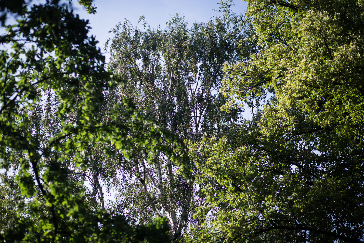 Александровский Сад, г. Санкт-Петербург. Береза. Автор фото: Надежда Панова, http://nadia-photo.com