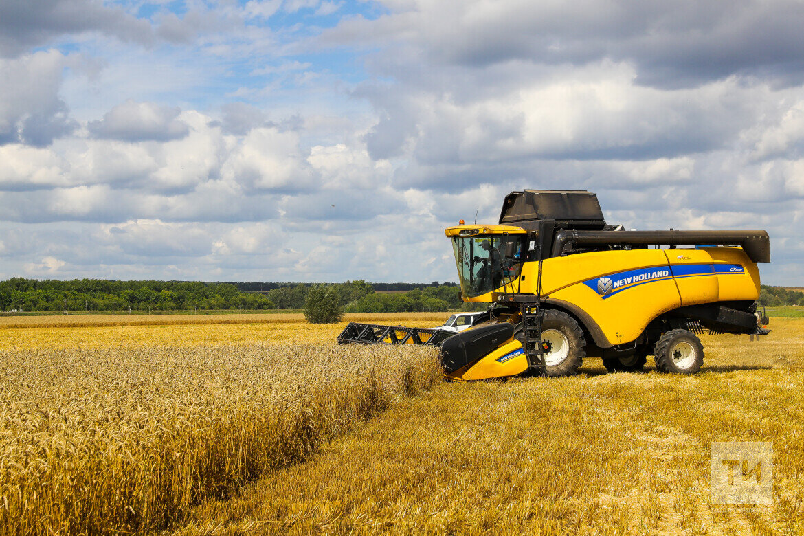 Урожай зерновых уже составил 4,9 млн тонн зернаФото: © Салават Камалетдинов / «Татар-информ»