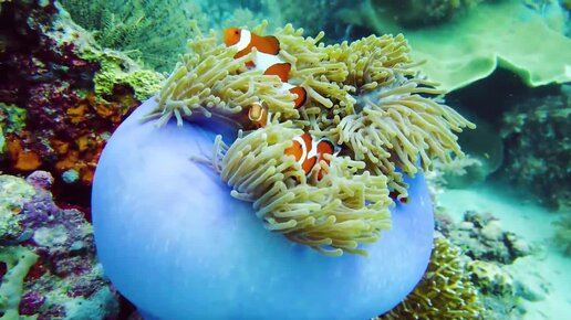Лучший аквариум 🐠 3 часа красивых рыб из Коралловых рифов. Музыка для медитации Sleep Relax.