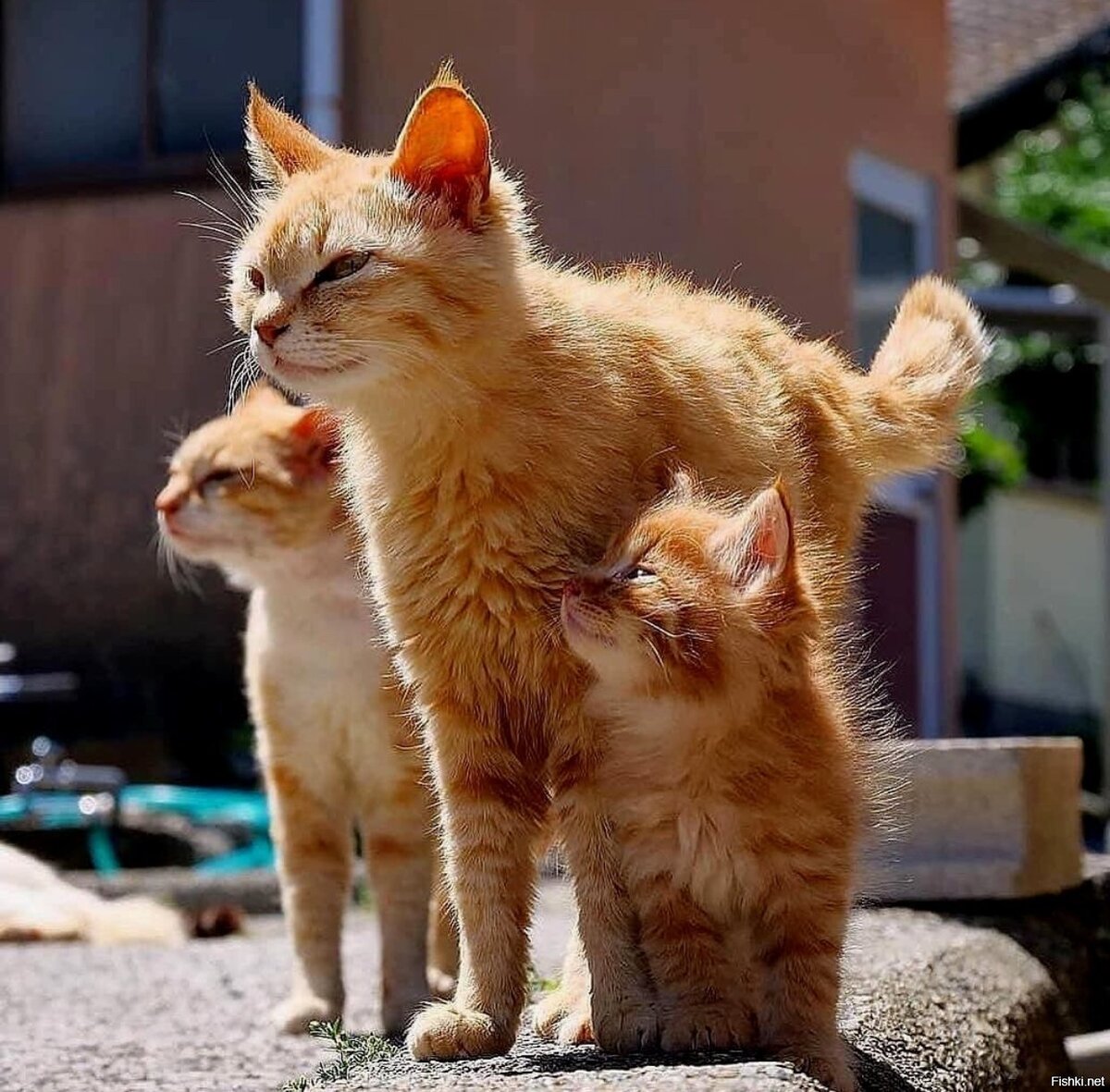 Кот кошка и котенок фото