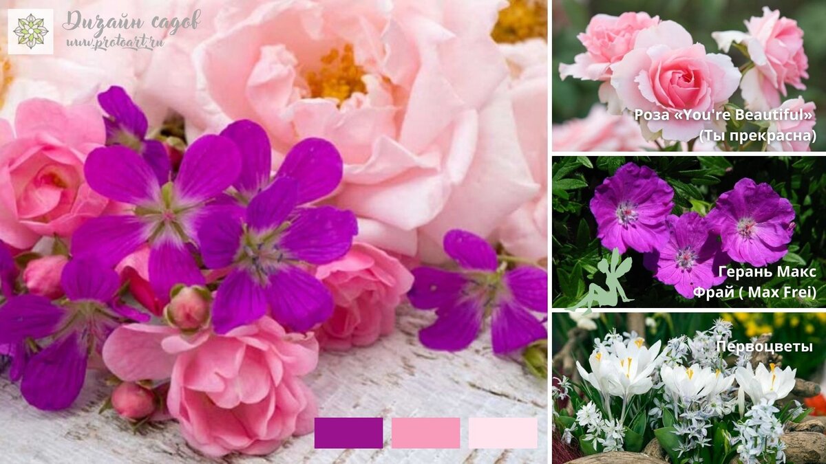 Посадка рядом с кустом роз первоцветов продлит сезон цветения миксбордера, низкорослые нежные первоцветы украсят ваш сад когда розы не в самом лучшем состоянии.