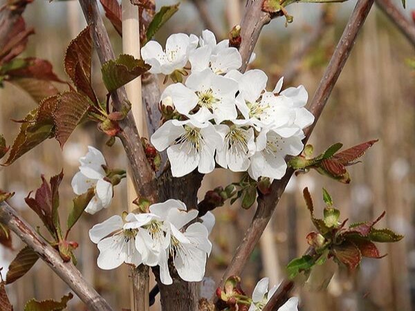Цветение войлочной вишни. Фото: mailordertrees.co.uk