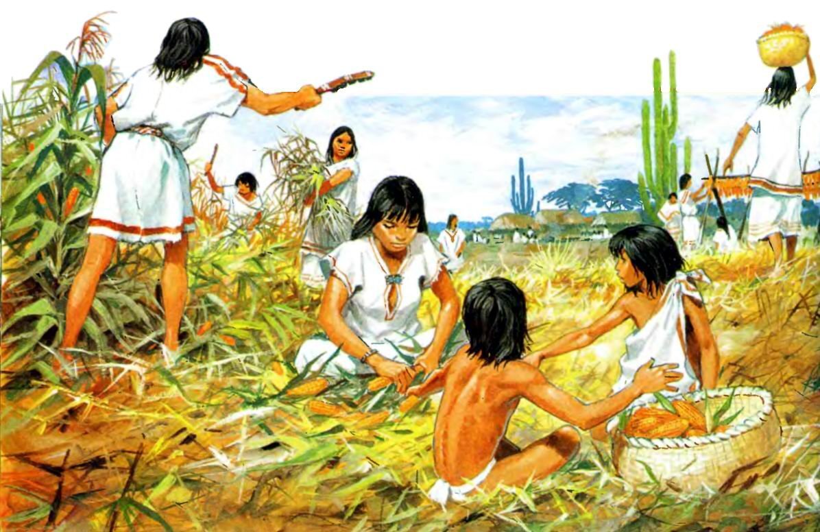 Люди еще в древности заметили. Земледелие индейцев Южной Америки. Хозяйство Америки земледелие индейцы. Собирательство индейцев Северной Америки. Майя Ацтеки инки земледелие.