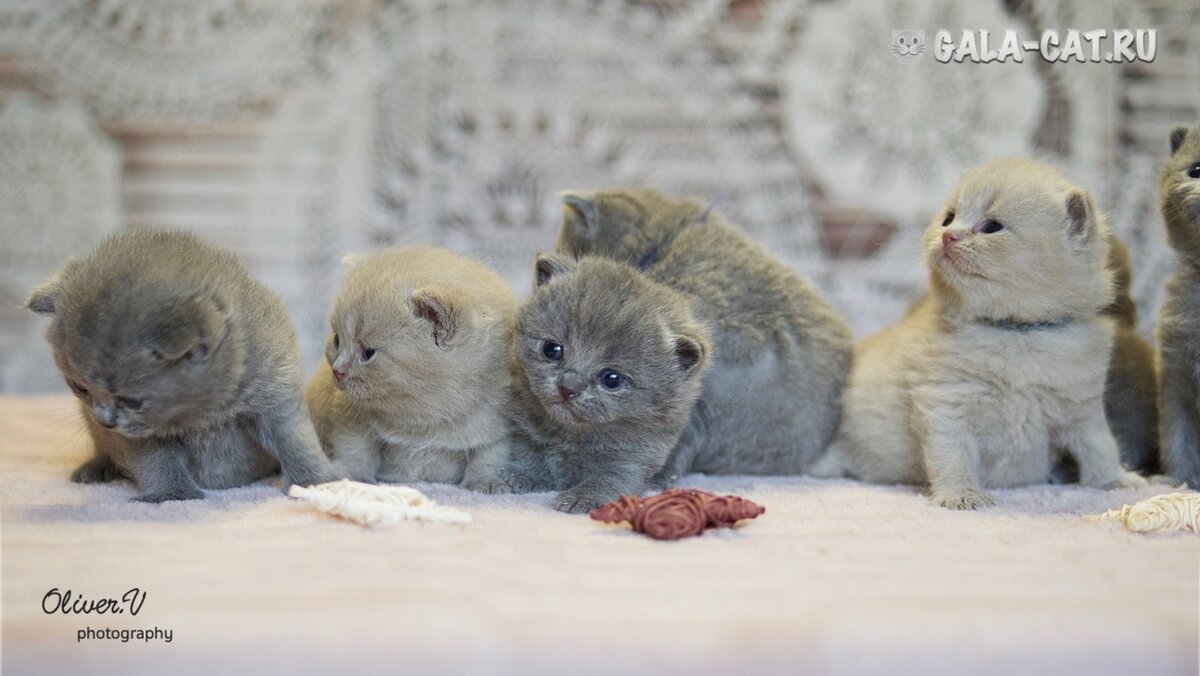Британские котята голубые и лиловые в возрасте 3 недели _2