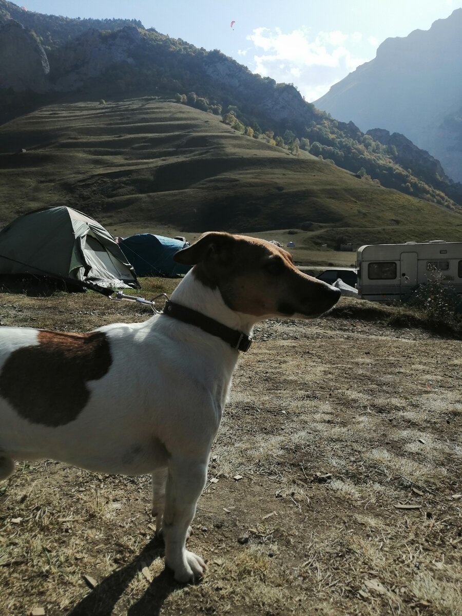 Ричи (@richi4x4) верно несёт дозор от нашествия местных коров. 