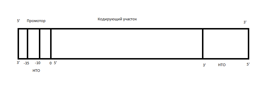 Транскрибируемый участок у прокариот