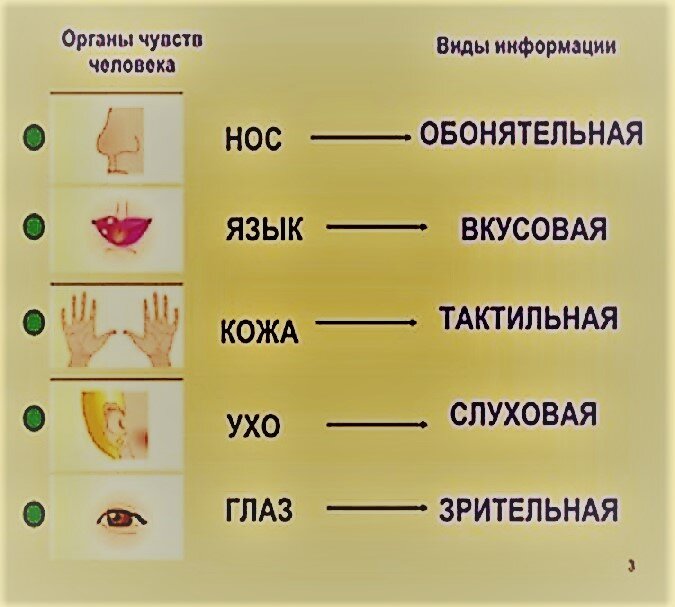Органы чувств человека 3 класс