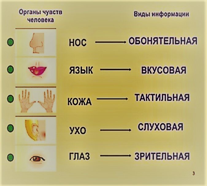 Система органов чувств человека