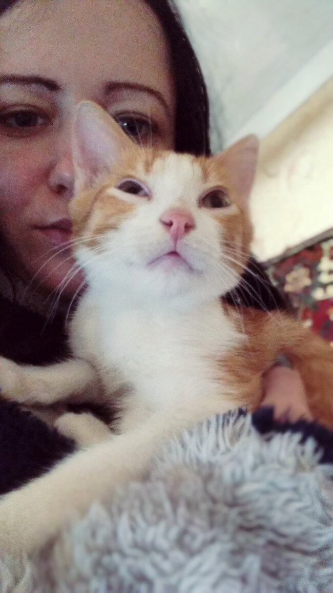 котенок уже здоров