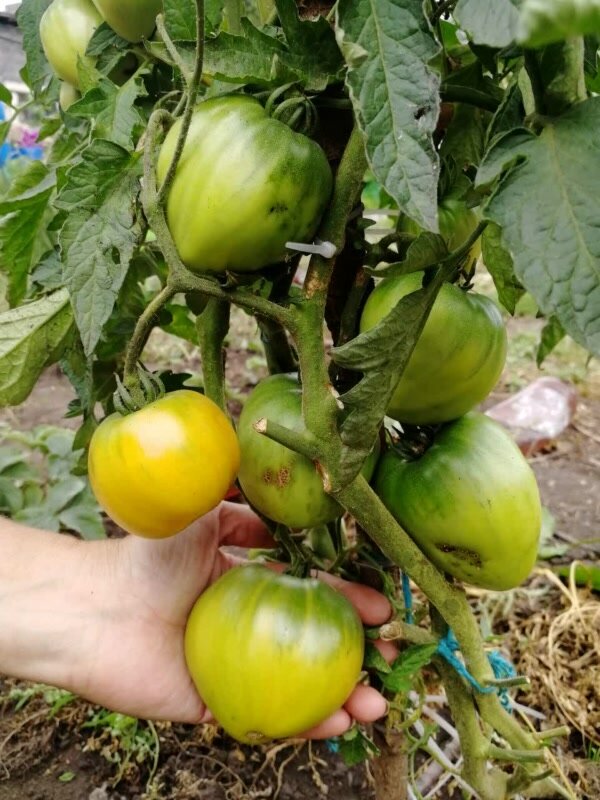 Томат Медовый спас